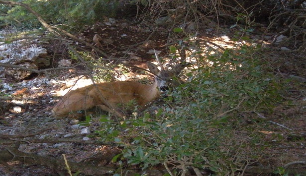 Το ζώο της εβδομάδας: Ζαρκάδι (Capreolus capreolus)