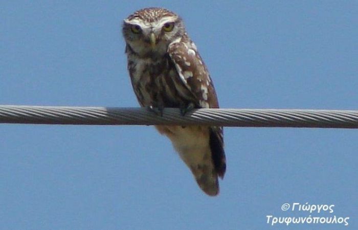 Φιλόξενη για τις κουκουβάγιες η προστατευόμενη περιοχή Πάρνωνα και Μουστού στην Κυνουρία!