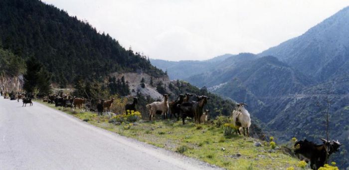 Καστάνιτσα: Ζημιές προκαλούν ζώα στο δάσος – Να απαγορευθεί η βοσκή ζητούν οι παραγωγοί