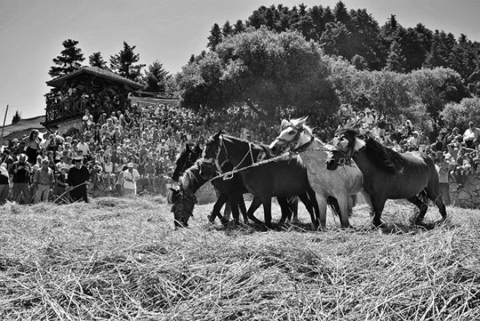 Παραδοσιακό αλώνισμα στο Βαλτεσινίκο μέσα από ασπρόμαυρες φωτογραφίες!