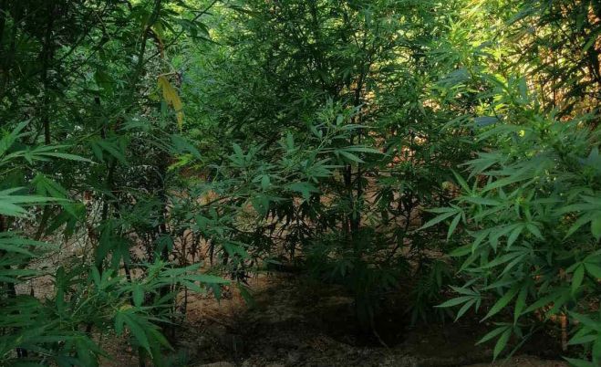 Νέα φυτεία δενδρυλλίων κάνναβης εντοπίστηκε στη Μεσσηνία