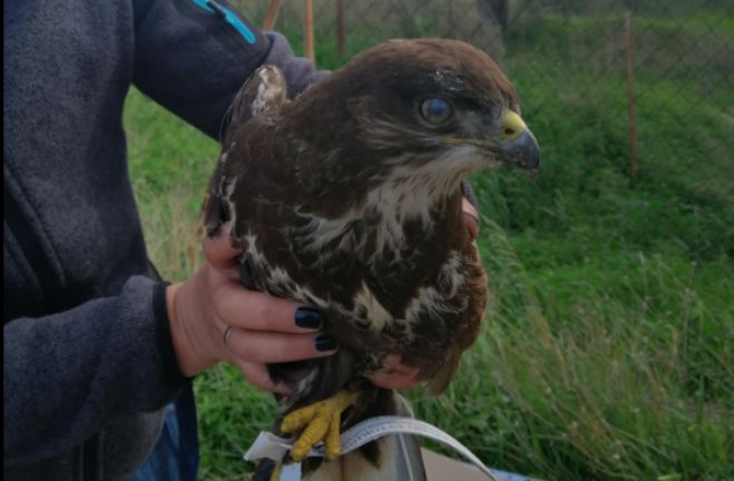 &Tau;&rho;&alpha;&upsilon;&mu;&alpha;&tau;&iota;&sigma;&mu;έ&nu;&eta; &gamma;&epsilon;&rho;&alpha;&kappa;ί&nu;&alpha; &epsilon;&nu;&tau;&omicron;&pi;ί&sigma;&tau;&eta;&kappa;&epsilon; &sigma;&tau;&omicron;&nu; &alpha;&sigma;&phi;&alpha;&lambda;&tau;ό&delta;&rho;&omicron;&mu;&omicron; &tau;&eta;&sigmaf; &epsilon;&pi;&alpha;&rho;&chi;&iota;&alpha;&kappa;ή&sigmaf; &omicron;&delta;&omicron;ύ Ά&sigma;&tau;&rho;&omicron;&upsilon;&sigmaf; - &Pi;&alpha;&rho;&alpha;&lambda;ί&omicron;&upsilon; Ά&sigma;&tau;&rho;&omicron;&upsilon;&sigmaf;