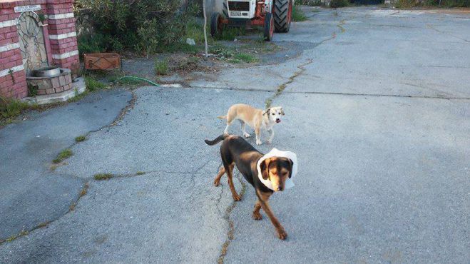 Αθήναιο Αρκαδίας: Τέλος καλό για το αδέσποτο που είχε εγκλωβιστεί ο λαιμός του σε ένα φωτιστικό! (εικόνες)