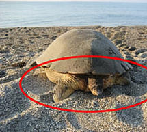 &Mu;&iota;&alpha; &xi;&epsilon;&chi;&omega;&rho;&iota;&sigma;&tau;ή &phi;&omega;&lambda;&iota;ά &alpha;&pi;ό &chi;&epsilon;&lambda;ώ&nu;&alpha; caretta caretta &sigma;&tau;&omicron; &Lambda;&alpha;&kappa;&omega;&nu;&iota;&kappa;ό &kappa;ό&lambda;&pi;&omicron;!