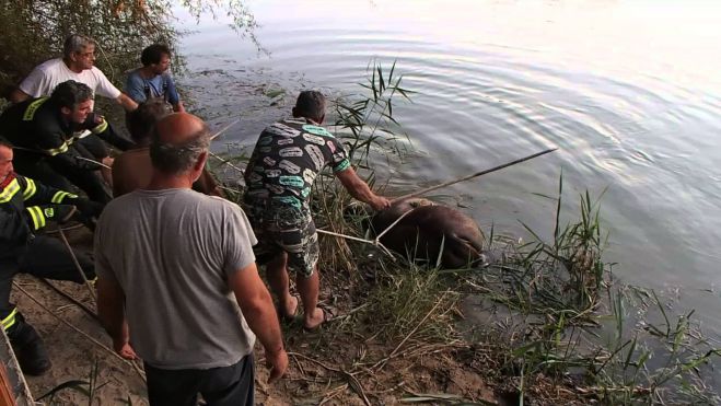 Άλογο έπεσε στο κανάλι του Ανάβαλου, στην Αργολίδα ...
