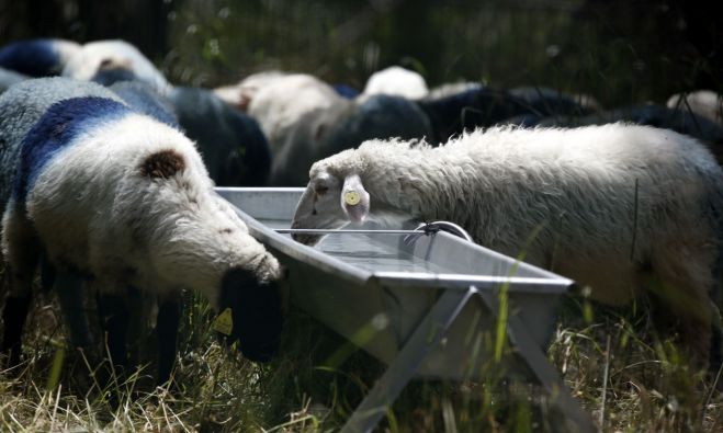 Νέες εστίες ευλογιάς αιγοπροβάτων στην Ηλεία