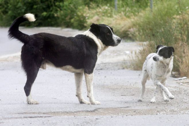 Έ&rho;&chi;&epsilon;&tau;&alpha;&iota; &psi;&eta;&phi;&iota;&alpha;&kappa;ή &pi;&lambda;&alpha;&tau;&phi;ό&rho;&mu;&alpha; &gamma;&iota;&alpha; &tau;&alpha; &zeta;ώ&alpha; &sigma;&upsilon;&nu;&tau;&rho;&omicron;&phi;&iota;ά&sigmaf;