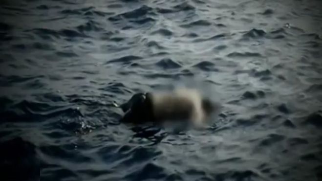 Βίντεο σοκ | Η στιγμή της ανεύρεσης το άψυχου σώματος μιας γυναίκας στη θάλασσα ... (vd)