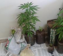 &Mu;&epsilon; &tau;έ&sigma;&sigma;&epsilon;&rho;&alpha; &kappa;&iota;&lambda;ά &kappa;ά&nu;&nu;&alpha;&beta;&eta; &kappa;&alpha;&iota; &pi;&lambda;&alpha;&sigma;&tau;ά &chi;&alpha;&rho;&tau;&omicron;&nu;&omicron;&mu;ί&sigma;&mu;&alpha;&tau;&alpha; &sigma;&upsilon;&nu;&epsilon;&lambda;ή&phi;&theta;&eta;&sigma;&alpha;&nu; &Alpha;&lambda;&beta;&alpha;&nu;&omicron;ί &sigma;&tau;&eta;&nu; &Alpha;&rho;&gamma;&omicron;&lambda;ί&delta;&alpha;!