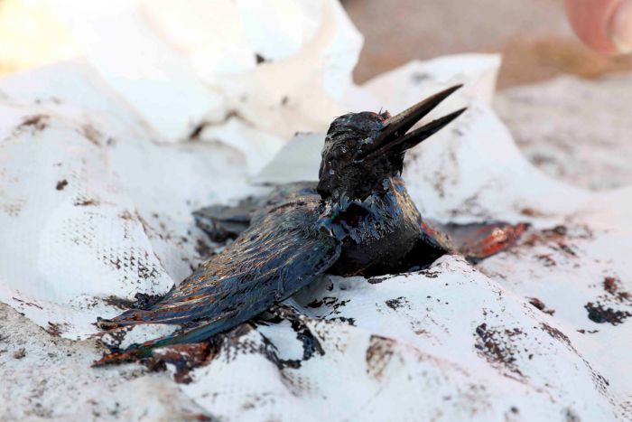 &Sigma;&omicron;&kappa; &alpha;&pi;ό &tau;&eta;&nu; &tau;&epsilon;&rho;ά&sigma;&tau;&iota;&alpha; &eta; &omicron;&iota;&kappa;&omicron;&lambda;&omicron;&gamma;&iota;&kappa;ή &kappa;&alpha;&tau;&alpha;&sigma;&tau;&rho;&omicron;&phi;ή &sigma;&tau;&omicron;&nu; &Sigma;&alpha;&rho;&omega;&nu;&iota;&kappa;ό ...