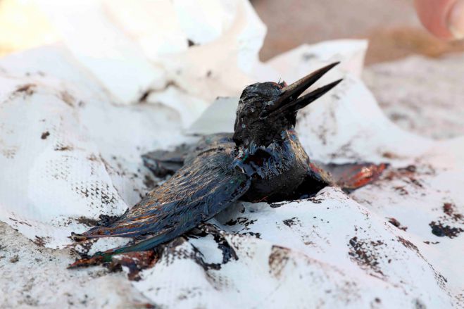 &Sigma;&omicron;&kappa; &alpha;&pi;ό &tau;&eta;&nu; &tau;&epsilon;&rho;ά&sigma;&tau;&iota;&alpha; &eta; &omicron;&iota;&kappa;&omicron;&lambda;&omicron;&gamma;&iota;&kappa;ή &kappa;&alpha;&tau;&alpha;&sigma;&tau;&rho;&omicron;&phi;ή &sigma;&tau;&omicron;&nu; &Sigma;&alpha;&rho;&omega;&nu;&iota;&kappa;ό ...