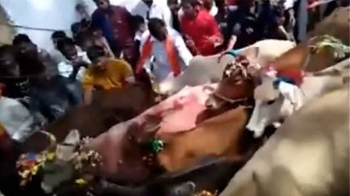 Ινδοί ποδοπατούνται από αγελάδες για… καλή τύχη (vd)