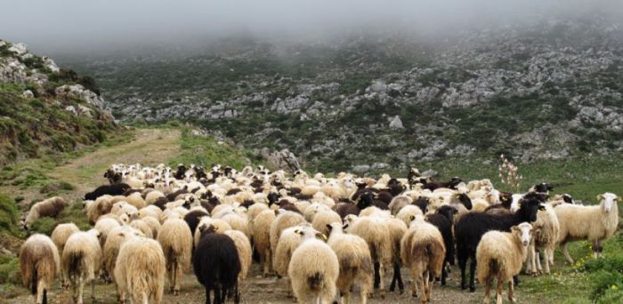 &Sigma;&upsilon;&nu;&epsilon;&chi;ί&zeta;&epsilon;&tau;&alpha;&iota; &eta; &Alpha;&pi;&omicron;&gamma;&rho;&alpha;&phi;ή &Gamma;&epsilon;&omega;&rho;&gamma;ί&alpha;&sigmaf; - &Kappa;&tau;&eta;&nu;&omicron;&tau;&rho;&omicron;&phi;ί&alpha;&sigmaf; 2021