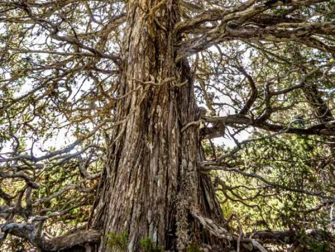 &Sigma;ή&mu;&alpha;&nu;&sigma;&eta; &upsilon;&pi;&epsilon;&rho;&alpha;&iota;&omega;&nu;ό&beta;&iota;&alpha;&sigmaf; &tau;&iota;&lambda;&iota;ά&sigmaf; &kappa;&alpha;&iota; &tau;&omicron;&upsilon; &delta;ά&sigma;&omicron;&upsilon;&sigmaf; &delta;&epsilon;&nu;&delta;&rho;ό&kappa;&epsilon;&delta;&rho;&omega;&nu; &sigma;&tau;&eta;&nu; &Kappa;&upsilon;&nu;&omicron;&upsilon;&rho;ί&alpha;!