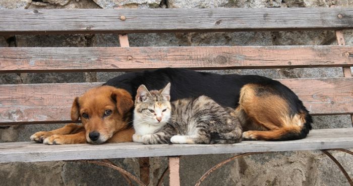 Ερωτήματα για το πρόγραμμα στείρωσης για σκύλους και γάτες στον Δήμο Τρίπολης