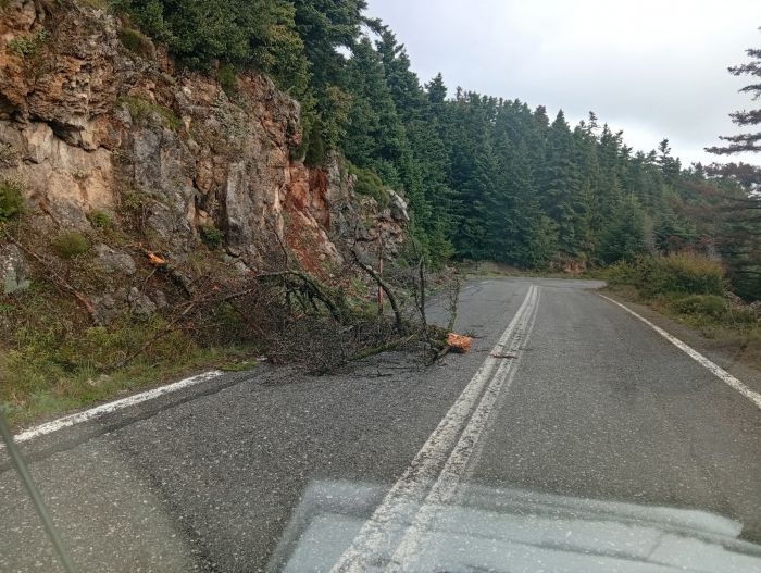 Πτώση δένδρων σε δρόμους της Νότιας Κυνουρίας (εικόνες)