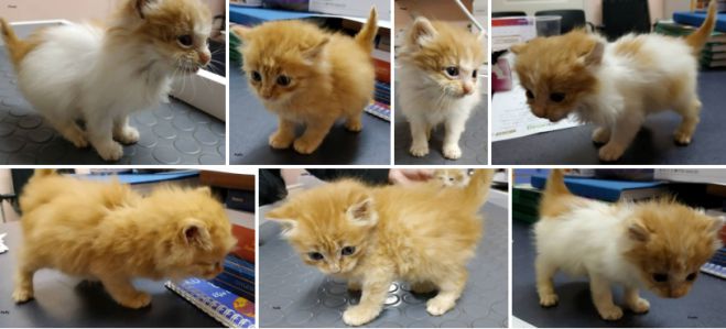 &Alpha;&upsilon;&tau;ά &tau;&alpha; &pi;&alpha;&nu;έ&mu;&omicron;&rho;&phi;&alpha; &gamma;&alpha;&tau;ά&kappa;&iota;&alpha; &alpha;&nu;&alpha;&zeta;&eta;&tau;&omicron;ύ&nu; &omicron;&iota;&kappa;&omicron;&gamma;έ&nu;&epsilon;&iota;&alpha;!