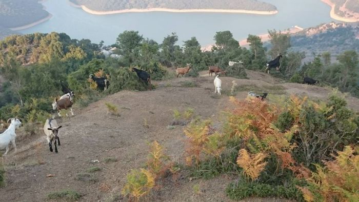 &Eta; &upsilon;&pi;έ&rho;&omicron;&chi;&eta; &phi;&omega;&tau;&omicron;&gamma;&rho;&alpha;&phi;ί&alpha; &mu;&epsilon; &zeta;ώ&alpha; &nu;&alpha; &beta;&omicron;&sigma;&kappa;&omicron;ύ&nu; ... &mu;&epsilon; &theta;έ&alpha; &tau;&eta; &lambda;ί&mu;&nu;&eta; &Lambda;ά&delta;&omega;&nu;&alpha;!