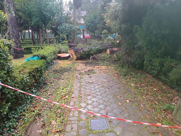 &Alpha;&upsilon;&tau;ό&sigmaf; &epsilon;ί&nu;&alpha;&iota; &omicron; &lambda;ό&gamma;&omicron;&sigmaf; &pi;&omicron;&upsilon; &kappa;ό&beta;&omicron;&nu;&tau;&alpha;&iota; &delta;έ&nu;&delta;&rho;&alpha; &sigma;&epsilon; &pi;ά&rho;&kappa;&alpha; &tau;&eta;&sigmaf; &Tau;&rho;ί&pi;&omicron;&lambda;&eta;&sigmaf; - "&Upsilon;&pi;ή&rho;&chi;&epsilon; &kappa;ί&nu;&delta;&upsilon;&nu;&omicron;&sigmaf; &nu;&alpha; &pi;έ&sigma;&omicron;&upsilon;&nu; &kappa;&alpha;&iota; &nu;&alpha; &sigma;&upsilon;&mu;&beta;&epsilon;ί &alpha;&tau;ύ&chi;&eta;&mu;&alpha; - &Eta; &alpha;&pi;ό&phi;&alpha;&sigma;&eta; &epsilon;ί&nu;&alpha;&iota; &tau;&omicron;&upsilon; &Delta;&alpha;&sigma;&alpha;&rho;&chi;&epsilon;ί&omicron;&upsilon;"