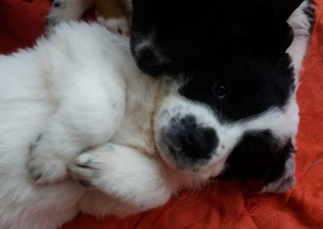 &Chi;&alpha;&rho;ί&zeta;&epsilon;&tau;&alpha;&iota; &alpha;&upsilon;&tau;ό &tau;&omicron; &sigma;&kappa;&upsilon;&lambda;ά&kappa;&iota;!