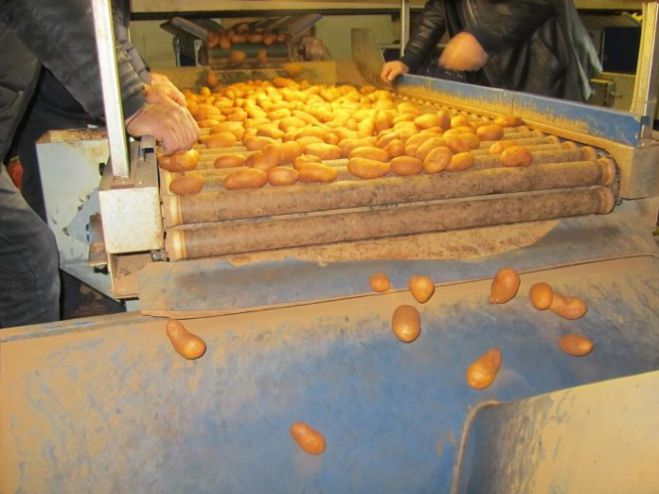 «Τρέχει» στην Αρκαδία η σποροπαραγωγή