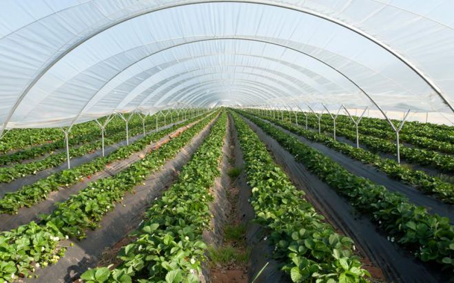 Τρίπολη | Ημερίδα για καινοτόμες υπηρεσίες υποστήριξης αγροδιατροφικού τομέα