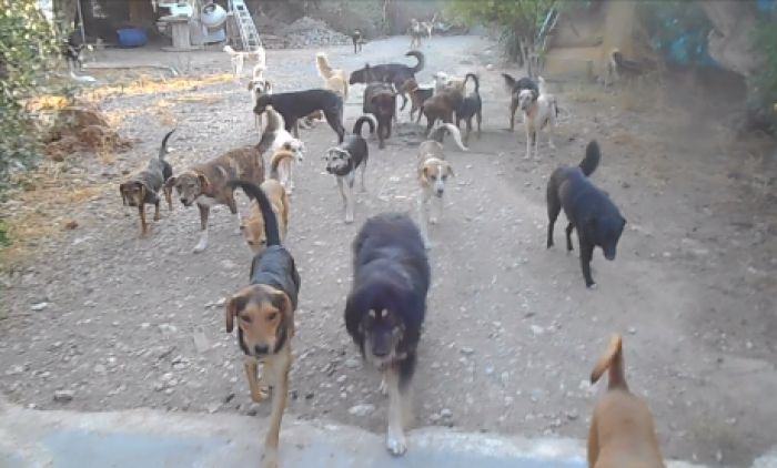 &Kappa;&rho;&alpha;&upsilon;&gamma;ή &alpha;&pi;ό&gamma;&nu;&omega;&sigma;&eta;&sigmaf; &alpha;&pi;ό &tau;&omicron;&nu; &Phi;&iota;&lambda;&omicron;&zeta;&omega;&iota;&kappa;ό: "&Phi;&iota;&lambda;&omicron;&xi;&epsilon;&nu;&omicron;ύ&mu;&epsilon; 127 &alpha;&delta;&epsilon;&sigma;&pi;&omicron;&tau;ά&kappa;&iota;&alpha;. &Beta;&omicron;&eta;&theta;ή&sigma;&tau;&epsilon; &nu;&alpha; &sigma;&upsilon;&nu;&epsilon;&chi;ί&sigma;&omicron;&upsilon;&mu;&epsilon; &nu;&alpha; &upsilon;&pi;ά&rho;&chi;&omicron;&upsilon;&mu;&epsilon; &mu;&epsilon; &alpha;&xi;&iota;&omicron;&pi;&rho;έ&pi;&epsilon;&iota;&alpha;" (vd)