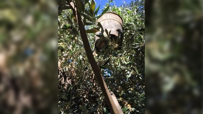 &Kappa;&alpha;&lambda;&alpha;&mu;ά&tau;&alpha; | &Pi;ά&nu;&omega; &sigma;&tau;&alpha; &epsilon;&lambda;&alpha;&iota;ό&delta;&epsilon;&nu;&tau;&rho;&alpha; &laquo;&phi;ύ&tau;&rho;&omega;&nu;&epsilon;&raquo;&hellip; &chi;&alpha;&sigma;ί&sigmaf;!