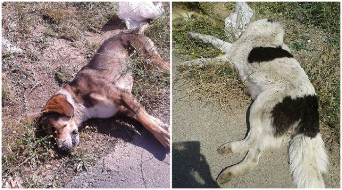Νεκρά σκυλιά από φόλες στην Τρίπολη | Τι καταγγέλλει ο Φιλοζωικός