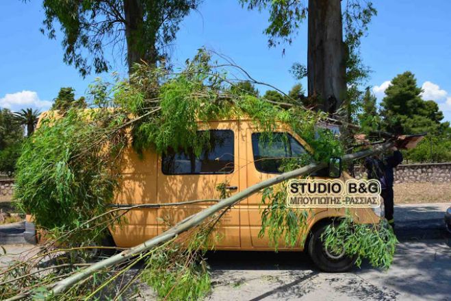 &Kappa;&lambda;ά&rho;&alpha; &mu;&epsilon;&gamma;ά&lambda;&omicron;&upsilon; &delta;έ&nu;&tau;&rho;&omicron;&upsilon; &pi;&lambda;ά&kappa;&omega;&sigma;&epsilon; &alpha;&upsilon;&tau;&omicron;&kappa;ί&nu;&eta;&tau;&omicron; &sigma;&tau;&omicron; &Nu;&alpha;ύ&pi;&lambda;&iota;&omicron; (vd)