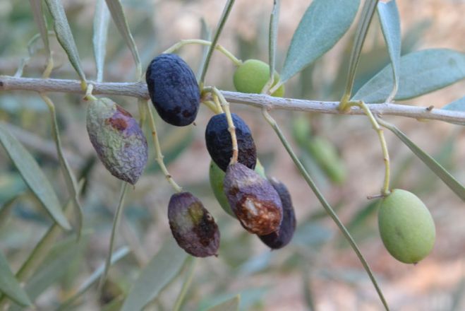 "&Sigma;&tau;&omicron; έ&lambda;&epsilon;&omicron;&sigmaf; &tau;&omicron;&upsilon; &delta;ά&kappa;&omicron;&upsilon; &omicron;&iota; &epsilon;&lambda;&alpha;&iota;&omicron;&pi;&alpha;&rho;&alpha;&gamma;&omega;&gamma;&omicron;ί &tau;&eta;&sigmaf; &Beta;ό&rho;&epsilon;&iota;&alpha;&sigmaf; &Kappa;&upsilon;&nu;&omicron;&upsilon;&rho;ί&alpha;&sigmaf;" &kappa;&alpha;&tau;&alpha;&gamma;&gamma;έ&lambda;&lambda;&epsilon;&iota; &tau;&omicron; &Kappa;ί&nu;&eta;&mu;&alpha; &Alpha;&lambda;&lambda;&alpha;&gamma;ή&sigmaf;