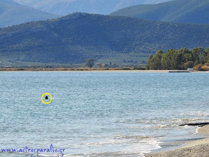 &Sigma;&upsilon;&nu;&epsilon;&chi;ί&zeta;&omicron;&nu;&tau;&alpha;&iota; &omicron;&iota; &beta;&omicron;&upsilon;&tau;&iota;έ&sigmaf; &sigma;&tau;&alpha; &pi;&alpha;&gamma;&omega;&mu;έ&nu;&alpha; &nu;&epsilon;&rho;ά &tau;&omicron;&upsilon; &Pi;&alpha;&rho;&alpha;&lambda;ί&omicron;&upsilon; Ά&sigma;&tau;&rho;&omicron;&upsilon;&sigmaf;! (&epsilon;&iota;&kappa;ό&nu;&epsilon;&sigmaf;)