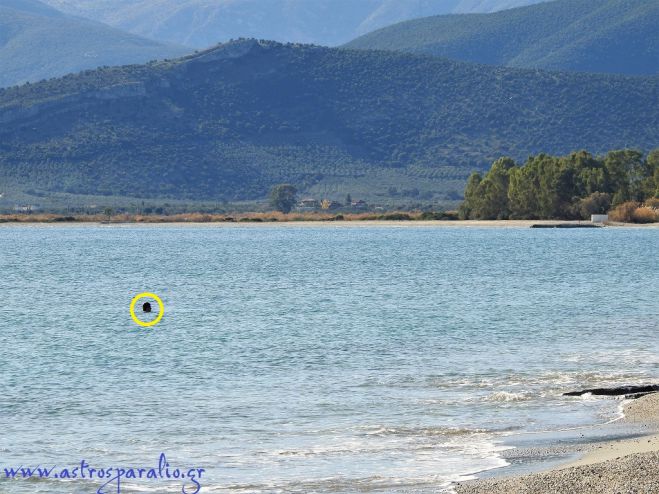 &Sigma;&upsilon;&nu;&epsilon;&chi;ί&zeta;&omicron;&nu;&tau;&alpha;&iota; &omicron;&iota; &beta;&omicron;&upsilon;&tau;&iota;έ&sigmaf; &sigma;&tau;&alpha; &pi;&alpha;&gamma;&omega;&mu;έ&nu;&alpha; &nu;&epsilon;&rho;ά &tau;&omicron;&upsilon; &Pi;&alpha;&rho;&alpha;&lambda;ί&omicron;&upsilon; Ά&sigma;&tau;&rho;&omicron;&upsilon;&sigmaf;! (&epsilon;&iota;&kappa;ό&nu;&epsilon;&sigmaf;)