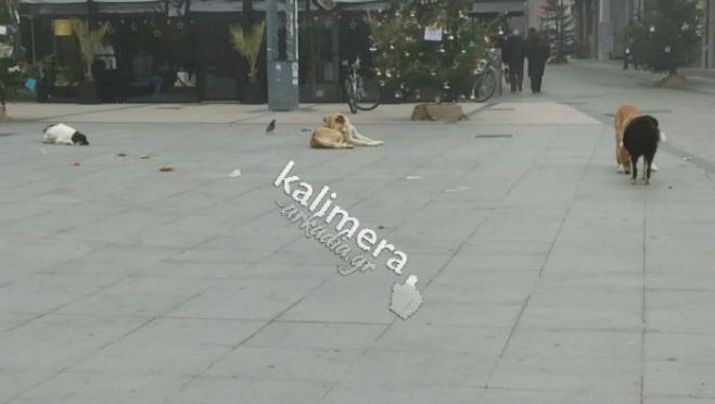 &Tau;&rho;ί&pi;&omicron;&lambda;&eta; | &Delta;&eta;&lambda;ώ&sigma;&tau;&epsilon; &sigma;&upsilon;&mu;&mu;&epsilon;&tau;&omicron;&chi;ή &sigma;&tau;&omicron; &pi;&rho;ό&gamma;&rho;&alpha;&mu;&mu;&alpha; &gamma;&iota;&alpha; &delta;&omega;&rho;&epsilon;ά&nu; &sigma;&tau;&epsilon;&iota;&rho;ώ&sigma;&epsilon;&iota;&sigmaf; &sigma;&tau;&alpha; &alpha;&delta;έ&sigma;&pi;&omicron;&tau;&alpha; &tau;&eta;&sigmaf; &gamma;&epsilon;&iota;&tau;&omicron;&nu;&iota;ά&sigmaf; &sigma;&alpha;&sigmaf;!
