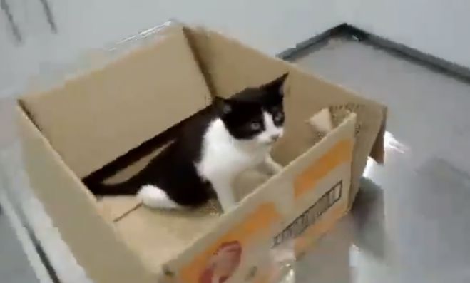 Αυτό το γατάκι βρέθηκε στη Βυτίνα και πρέπει να χειρουργηθεί. Μπορείς να βοηθήσεις; (vd)