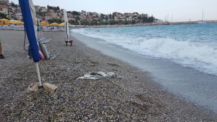 Νεκρή θαλάσσια χελώνα στο Παράλιο Άστρος