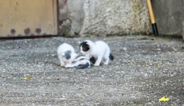 Νέο κρούσμα δηλητηρίασης ζώων στην Τρίπολη – Έριξαν φόλα και σκότωσαν δύο μικρά γατάκια …