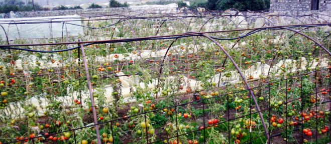 &Zeta;&eta;&mu;&iota;έ&sigmaf; &alpha;&pi;ό &tau;&eta;&nu; &alpha;&nu;&epsilon;&mu;&omicron;&theta;ύ&epsilon;&lambda;&lambda;&alpha; &sigma;&tau;&eta; &Nu;ό&tau;&iota;&alpha; &Kappa;&upsilon;&nu;&omicron;&upsilon;&rho;ί&alpha;