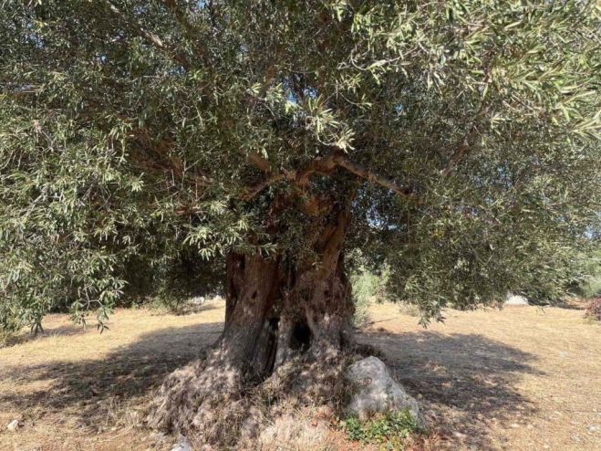 &Epsilon;&lambda;&alpha;&iota;ό&lambda;&alpha;&delta;&omicron; | &Alpha;&pi;ό 8 &epsilon;&upsilon;&rho;ώ &eta; &tau;&iota;&mu;ή &tau;&omicron;&upsilon;- Έ&rho;&chi;&omicron;&nu;&tau;&alpha;&iota; &nu;έ&epsilon;&sigmaf; &alpha;&upsilon;&xi;ή&sigma;&epsilon;&iota;&sigmaf; &phi;&omega;&tau;&iota;ά