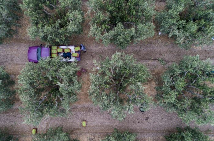 Ελαιόλαδο | Κάμερες και σεκιούριτι επιστρατεύουν οι παραγωγοί!