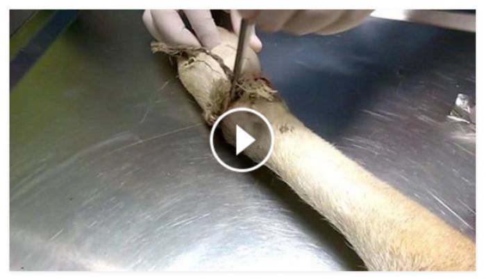 &Sigma;&kappa;&upsilon;&lambda;ί&tau;&sigma;&alpha; &alpha;&pi;ό &tau;&eta;&nu; &Tau;&epsilon;&gamma;έ&alpha; &chi;&rho;&epsilon;&iota;ά&zeta;&epsilon;&tau;&alpha;&iota; &pi;&epsilon;&rho;ί&theta;&alpha;&lambda;&psi;&eta; &gamma;&iota;&alpha; &nu;&alpha; &kappa;&epsilon;&rho;&delta;ί&sigma;&epsilon;&iota; &tau;&omicron; &delta;&iota;&kappa;&alpha;ί&omega;&mu;&alpha; &sigma;&tau;&eta;&nu; &zeta;&omega;ή (vd)