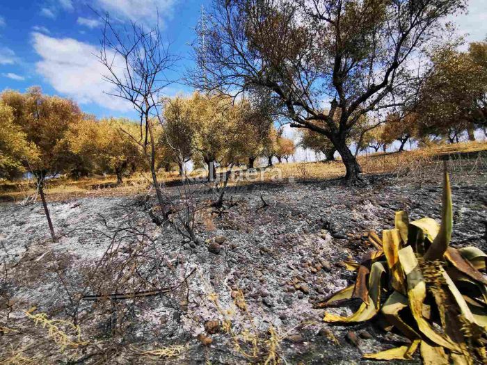 Καστράκι Γορτυνίας | Σοβαρές ζημιές άφησε πίσω της η φωτιά - Καμένα σπίτια και ελιές - Ζωοτροφές ζητούν στο χωριό (εικόνες)