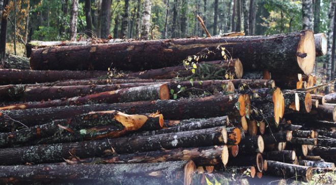 Παράνομη υλοτομία - Λιγότερα περιστατικά φέτος στην Αρκαδία