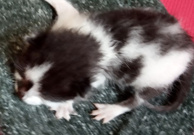 &Beta;&rho;έ&theta;&eta;&kappa;&epsilon; &nu;&epsilon;&omicron;&gamma;έ&nu;&nu;&eta;&tau;&omicron; &gamma;&alpha;&tau;ά&kappa;&iota; &sigma;&epsilon; &alpha;&upsilon;&lambda;ή &sigma;&chi;&omicron;&lambda;&epsilon;ί&omicron;&upsilon;