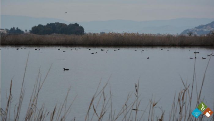 &Gamma;&rho;ί&pi;&eta; &tau;&omega;&nu; &pi;&tau;&eta;&nu;ώ&nu; | &Omicron;&delta;&eta;&gamma;ί&epsilon;&sigmaf; &sigma;&tau;&omicron;&upsilon;&sigmaf; &pi;&omicron;&lambda;ί&tau;&epsilon;&sigmaf; - &Tau;&iota; &nu;&alpha; &pi;&rho;&omicron;&sigma;έ&chi;&omicron;&upsilon;&nu;
