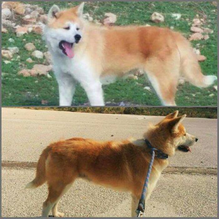 Χάθηκε σκυλί στην περιοχή του Αγίου Κωνσταντίνου