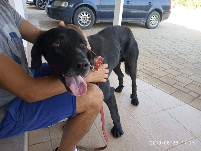 Αυτοκίνητο χτύπησε σκυλάκι στο Άστρος