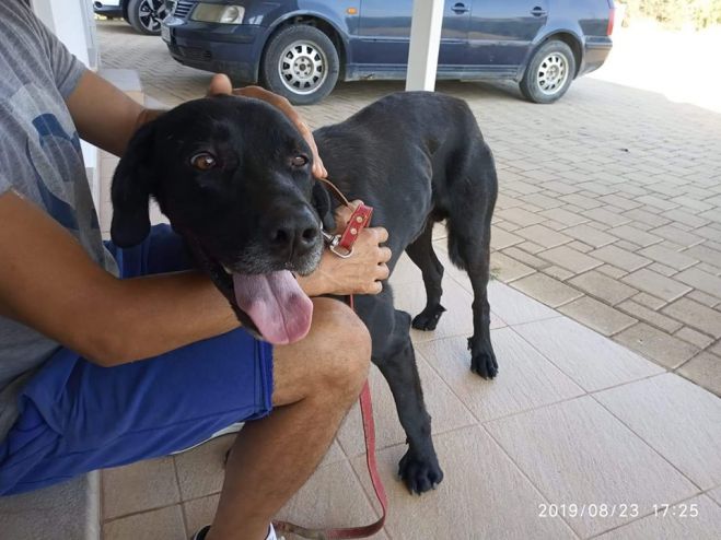 &Alpha;&upsilon;&tau;&omicron;&kappa;ί&nu;&eta;&tau;&omicron; &chi;&tau;ύ&pi;&eta;&sigma;&epsilon; &sigma;&kappa;&upsilon;&lambda;ά&kappa;&iota; &sigma;&tau;&omicron; Ά&sigma;&tau;&rho;&omicron;&sigmaf;