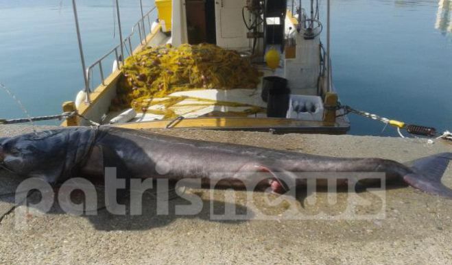 Η «ψαριά» έβγαλε… καρχαρία στην Ηλεία!