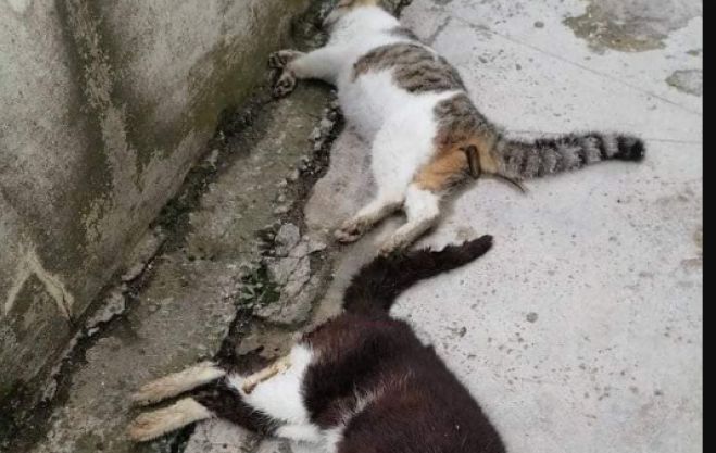 Τρίπολη | «Φόλιασαν» γάτες και περιστέρια στην περιοχή Μπασιάκου (εικόνες)